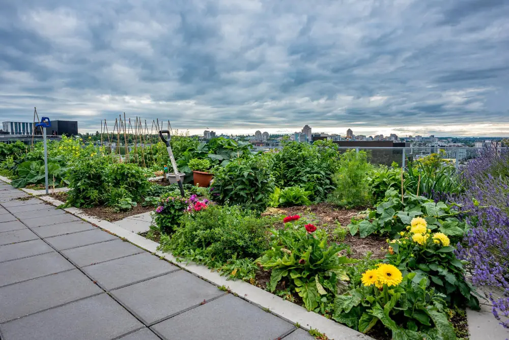 Green Roofs With Native Plants