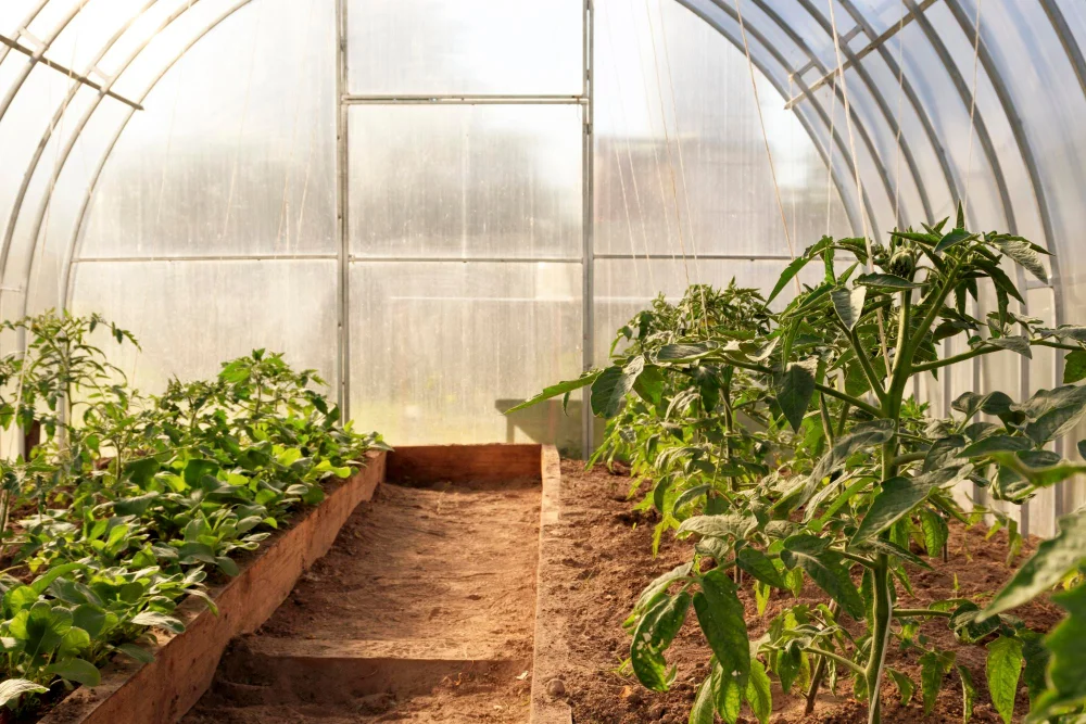 Translucent Roof for Indoor Greenhouses
