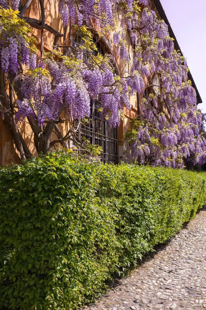Draping Wisteria On a Traditional Gable