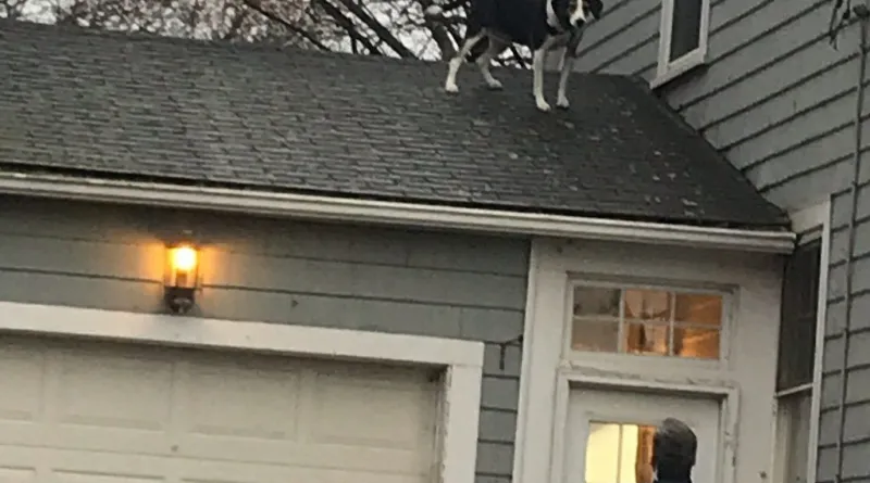 The Roofing Dog